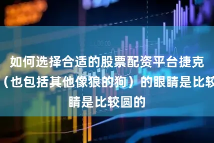 如何选择合适的股票配资平台捷克狼犬（也包括其他像狼的狗）的眼睛是比较圆的